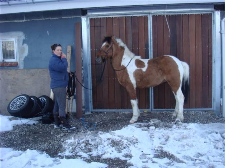 Anden særlig race Topper (SOLGT) billede 8