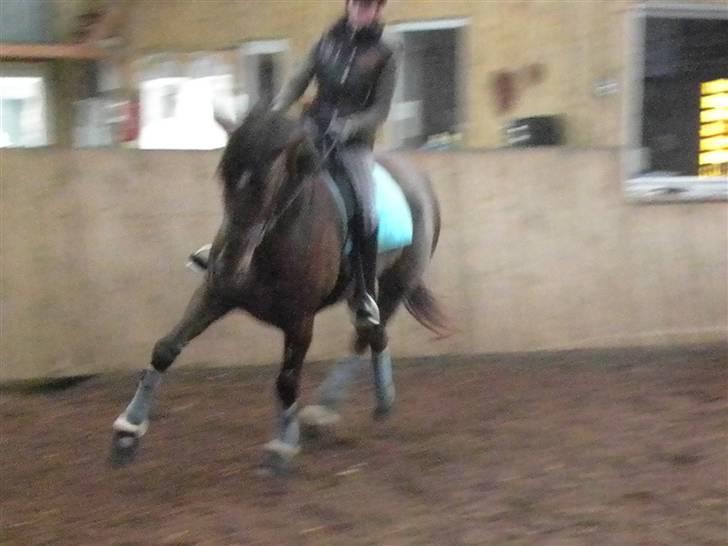 Dansk Varmblod Lunderup's Banjo SOLGT billede 14