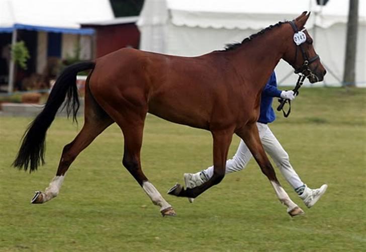 DSP Emilia's Grevenrit  - 16) Mønster Mille på det fynske dyreskue 2009 billede 16