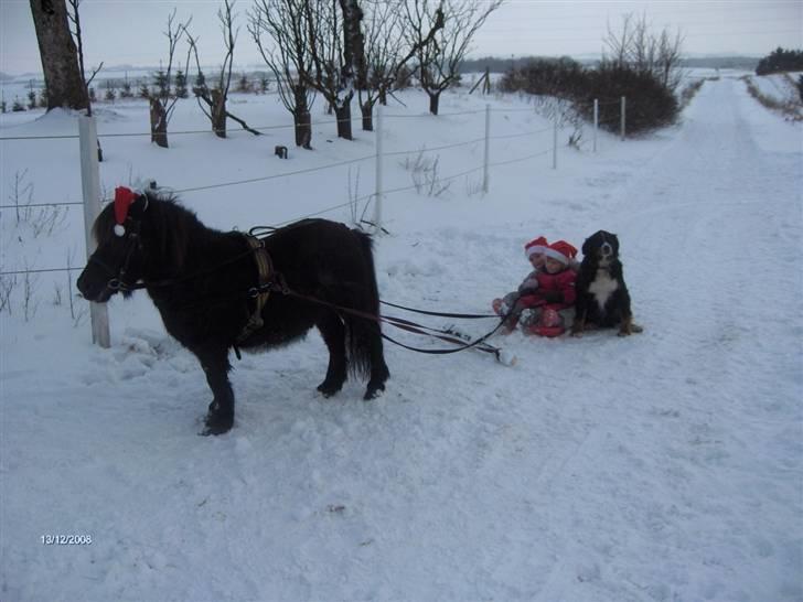 Anden særlig race Scoot billede 1