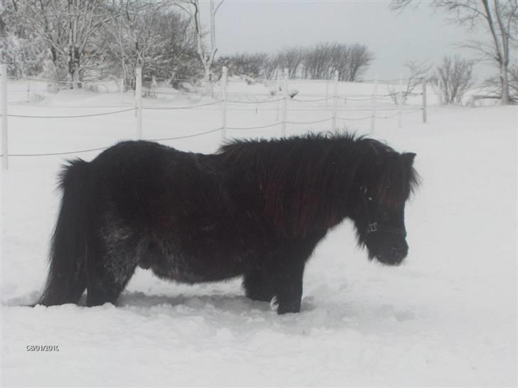 Anden særlig race Scoot billede 2