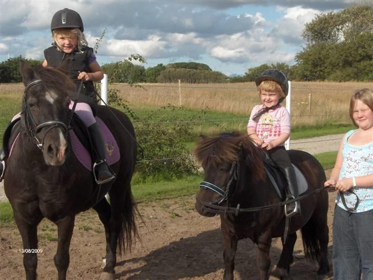 Anden særlig race Scoot billede 3