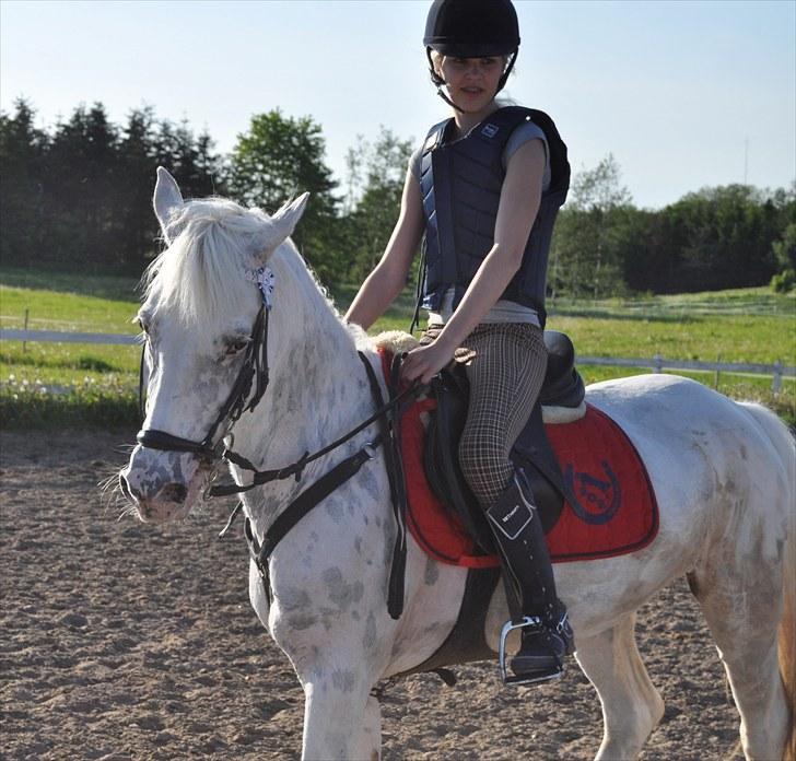 Knabstrupper Zeba, min bedste ven :* - Zeba efter træning ;D  - Foto: Isabella Larsen* billede 5