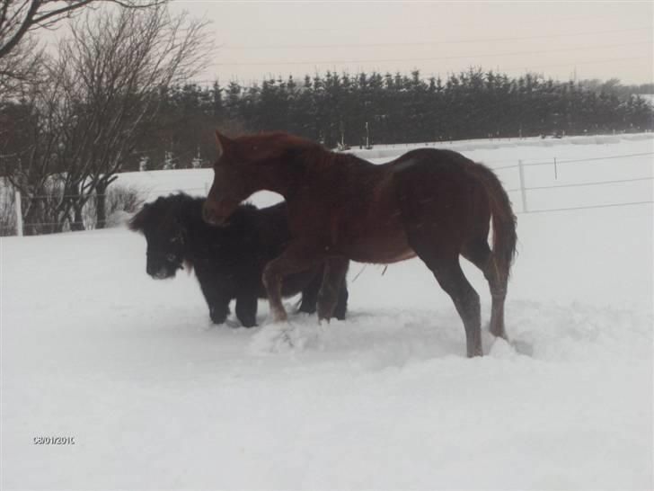 Anden særlig race Scoot billede 4