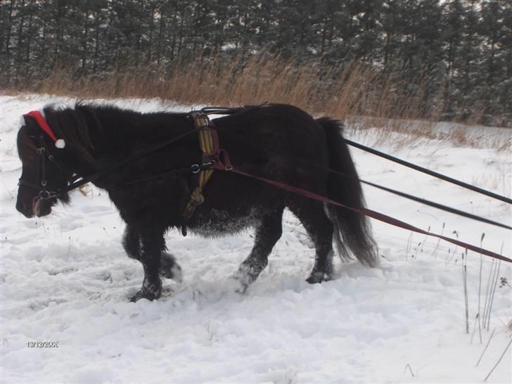 Anden særlig race Scoot billede 5