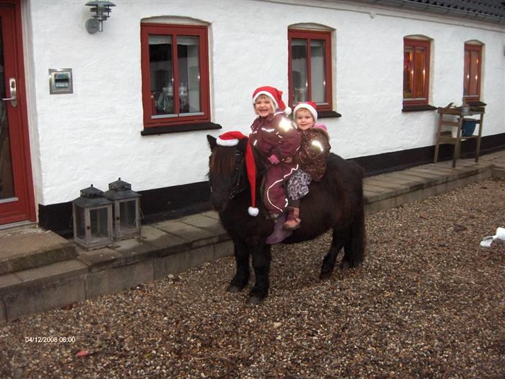 Anden særlig race Scoot billede 6