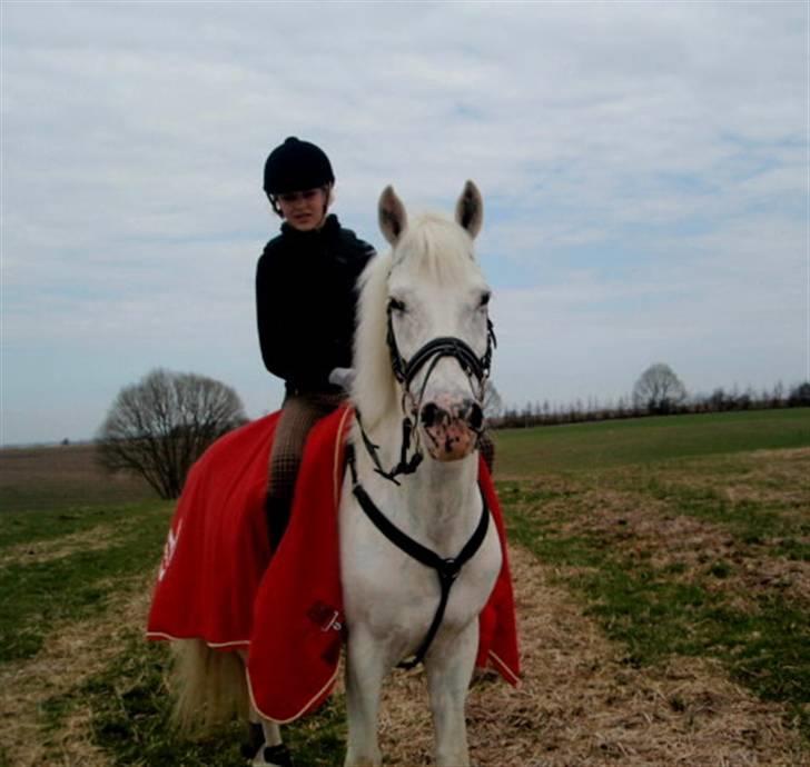 Knabstrupper Zeba, min bedste ven :* - På skridt tur på marken på smukke pigen efter træning ;D  - *3 marts 2010 - Foto: Daniel* billede 8