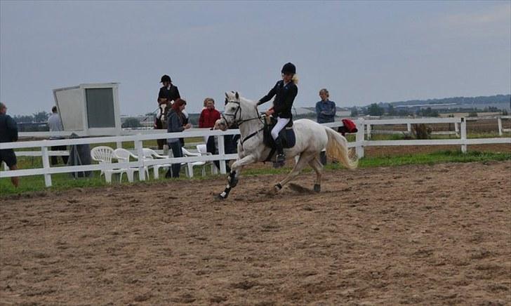 Knabstrupper Zeba, min bedste ven :* - *Foto: Isabella Larsen* billede 12