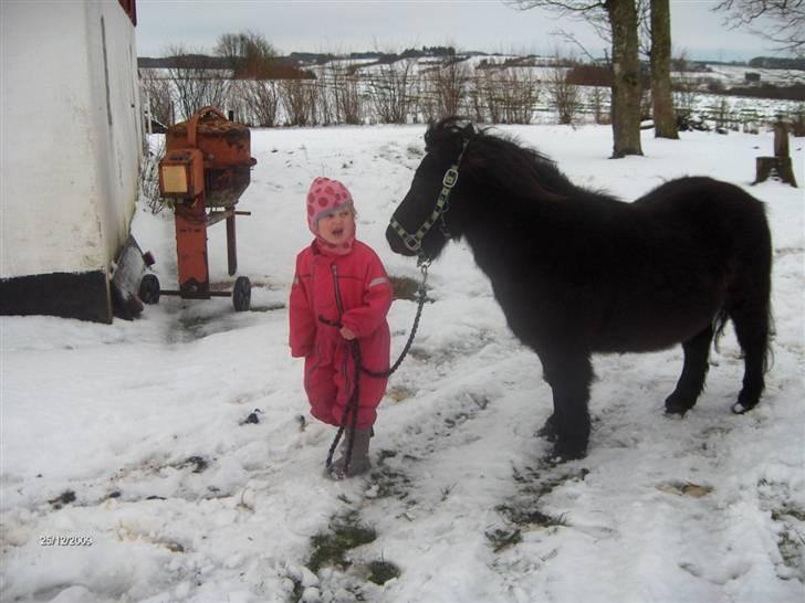 Anden særlig race Scoot billede 9