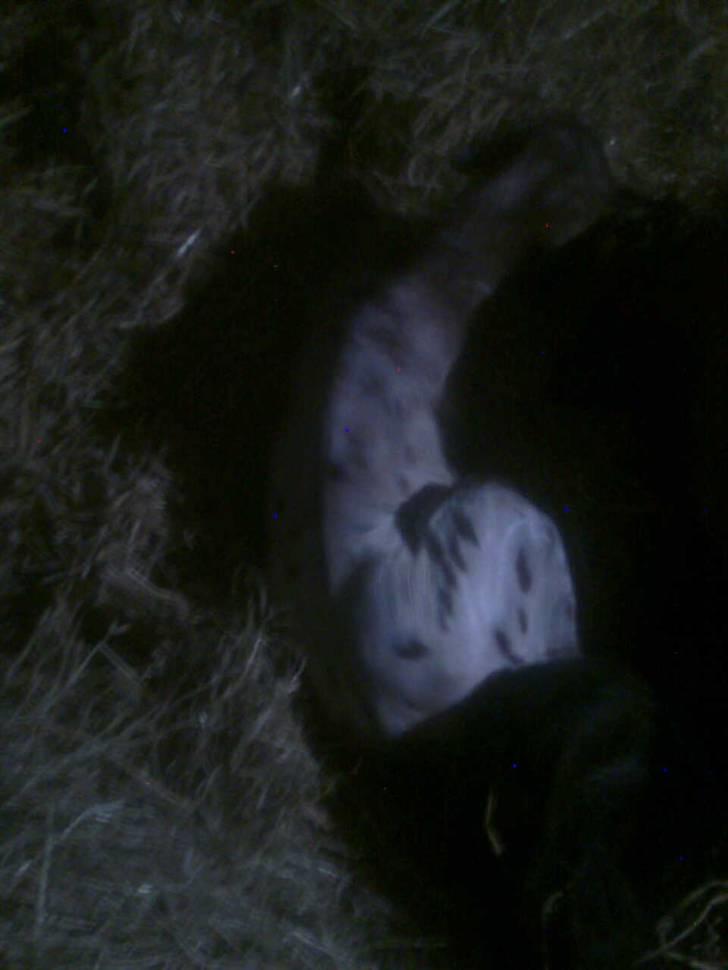 Anden særlig race Golden Simba Spot - Simba da han lige var kommet ud:) billede 2