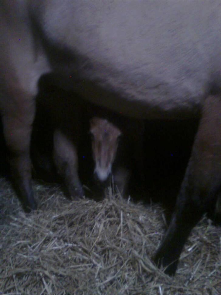 Anden særlig race Golden Simba Spot - Da simba liige var kommet op og stå:D billede 3