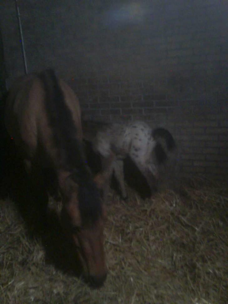 Anden særlig race Golden Simba Spot - Simbas første tår mælk;) billede 4