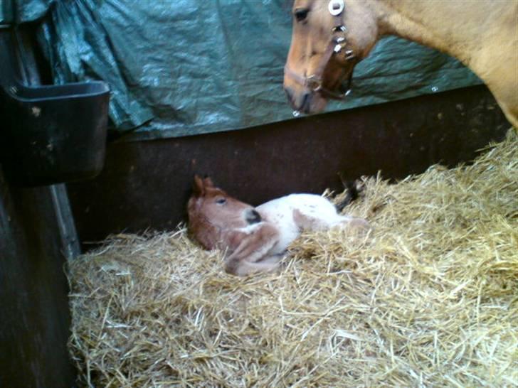 Anden særlig race Golden Simba Spot - Dagen efter Simba blev født hvor alle stod og kiggede;) billede 5