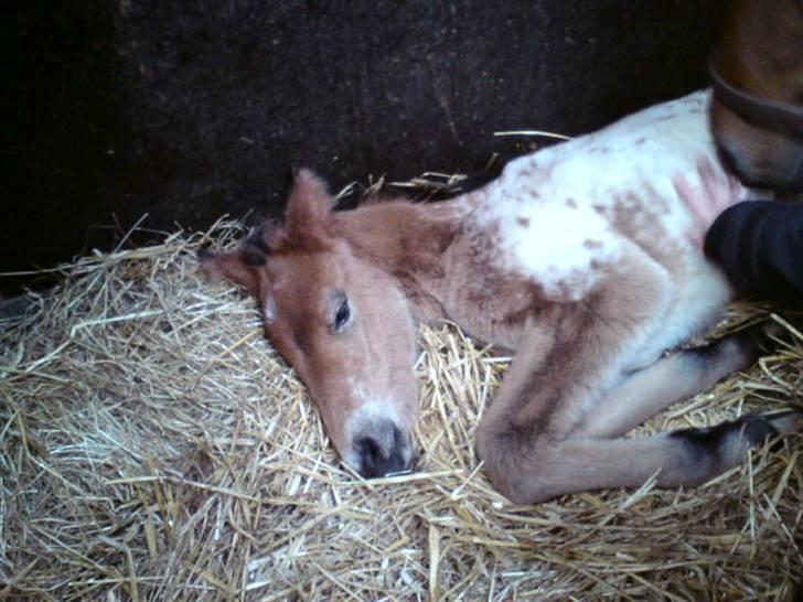 Anden særlig race Golden Simba Spot - Lille Simba der ligger og sover dagen efter han blev født;D billede 6