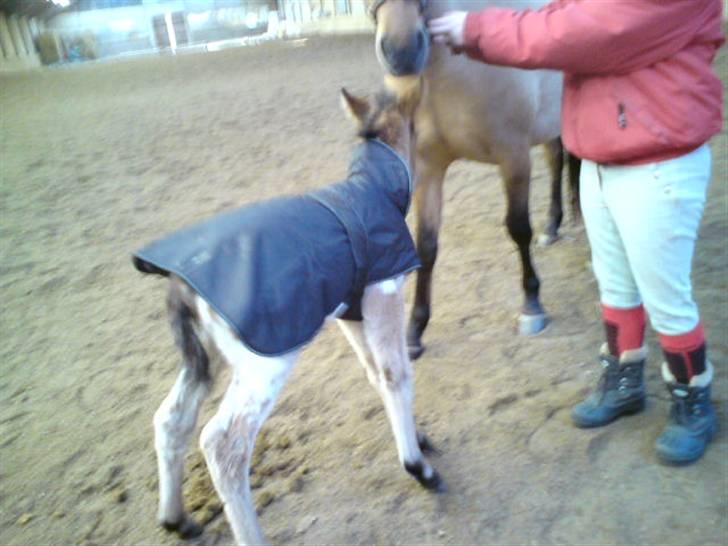 Anden særlig race Golden Simba Spot - Sinba  og Dixie i hallen for første gang:) billede 7