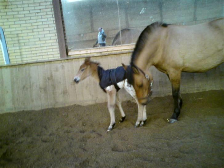 Anden særlig race Golden Simba Spot - Sinba og Dixie i hallen for første gang:) billede 8