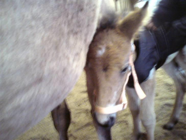 Anden særlig race Golden Simba Spot - Sinba og Dixie i hallen for første gang:) billede 9