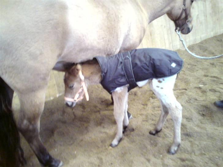 Anden særlig race Golden Simba Spot - Sinba og Dixie i hallen for første gang:) billede 10