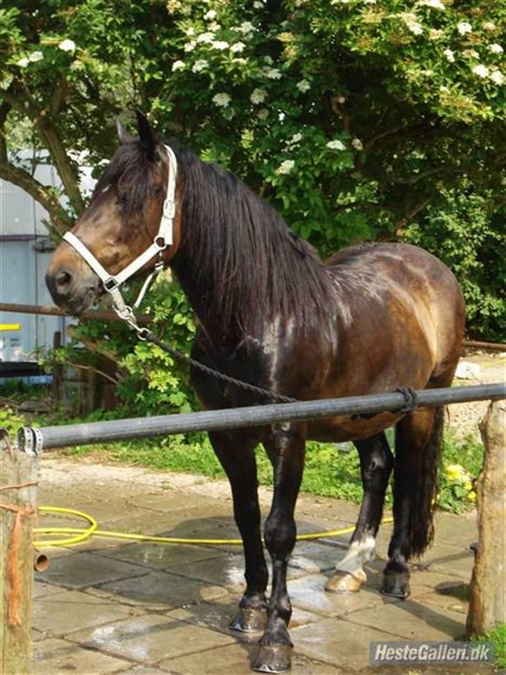 Anden særlig race Buller [Tidl. Hest] billede 8