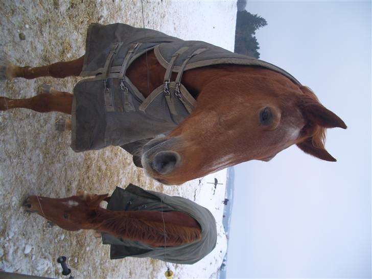 Dansk Varmblod Gritt- Rip smukke himmelhest?? - Hygge på folden billede 14