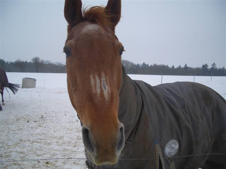 Dansk Varmblod Gritt- Rip smukke himmelhest?? billede 15