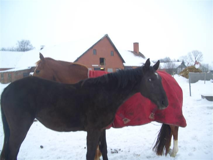 Dansk Varmblod Bakkebo´s Lucky Star - Lucky Star med sin smukke smukke mor igen;O) billede 18