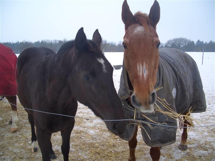 Dansk Varmblod Bakkebo´s Lucky Star - Heyy bedstemor deler du?
Lucky og Gritt billede 20