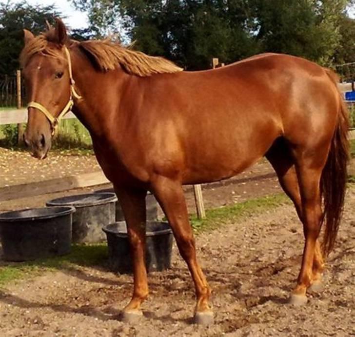 Anden særlig race gallatea R.I.P. billede 1