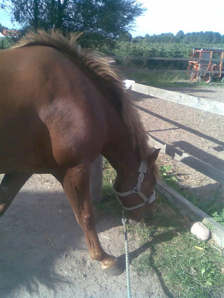 Anden særlig race gallatea R.I.P. billede 2