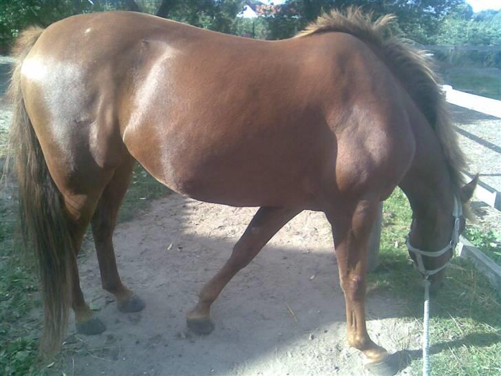 Anden særlig race gallatea R.I.P. billede 3