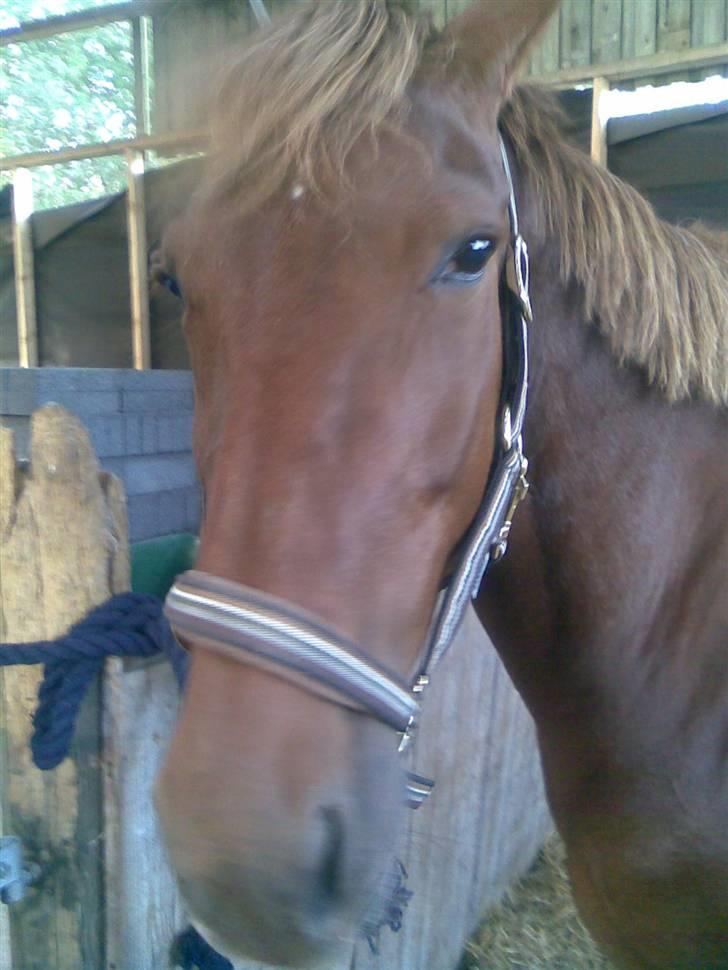 Anden særlig race gallatea R.I.P. billede 4