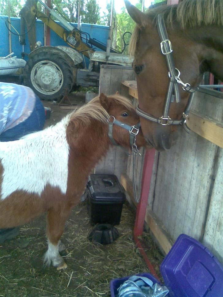 Anden særlig race gallatea R.I.P. billede 5