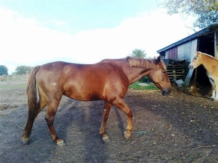 Anden særlig race gallatea R.I.P. billede 7