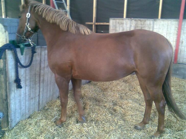 Anden særlig race gallatea R.I.P. billede 8