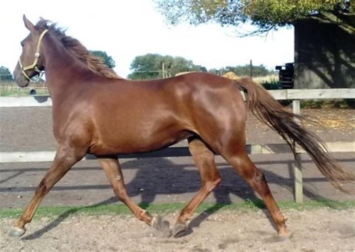 Anden særlig race gallatea R.I.P. billede 9