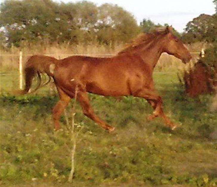 Anden særlig race gallatea R.I.P. billede 10