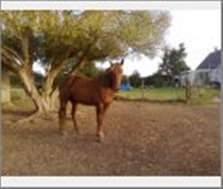 Anden særlig race gallatea R.I.P. billede 11