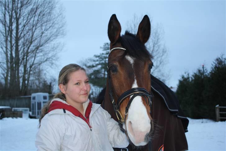 Trakehner Dalton - Solgt:') - Basse ,I love you!! billede 11