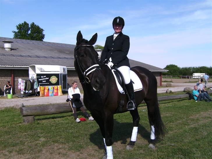 Dansk Varmblod Black Beauty (tidligere hest) billede 1