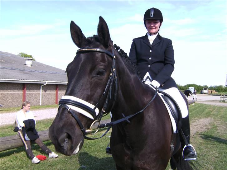 Dansk Varmblod Black Beauty (tidligere hest) billede 2
