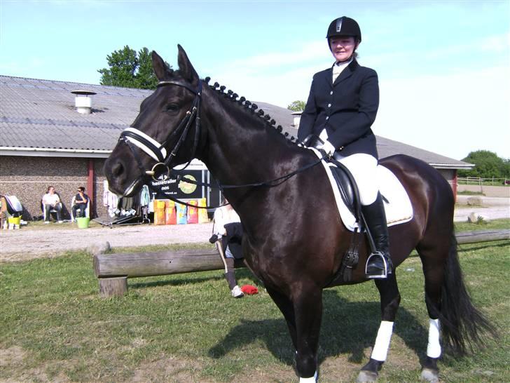 Dansk Varmblod Black Beauty (tidligere hest) billede 3