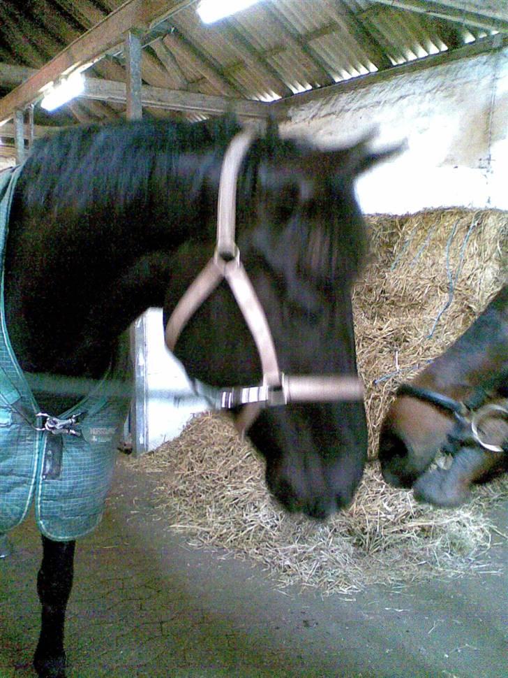 Dansk Varmblod Black Beauty (tidligere hest) billede 5