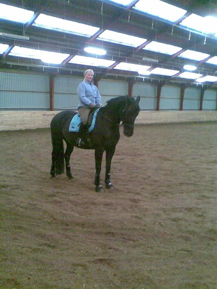 Dansk Varmblod Black Beauty (tidligere hest) billede 6