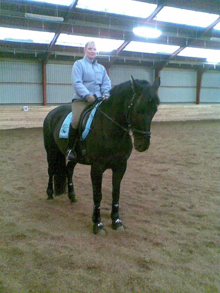 Dansk Varmblod Black Beauty (tidligere hest) billede 7