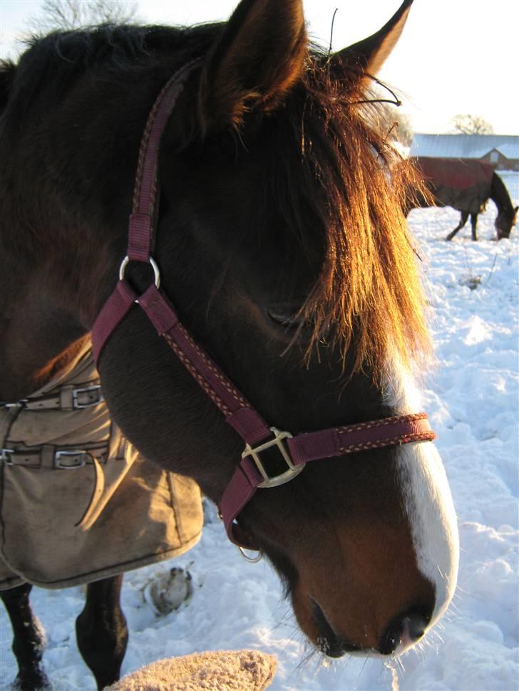 Dansk Varmblod Corvette billede 5