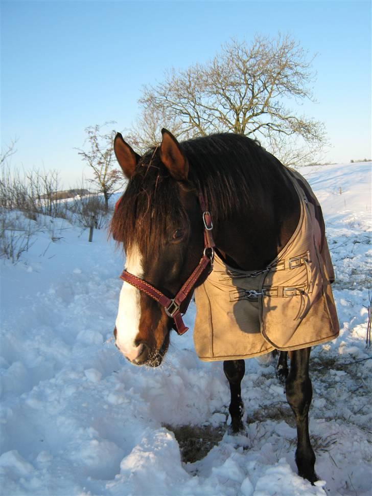 Dansk Varmblod Corvette billede 6