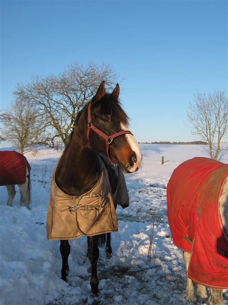 Dansk Varmblod Corvette billede 7