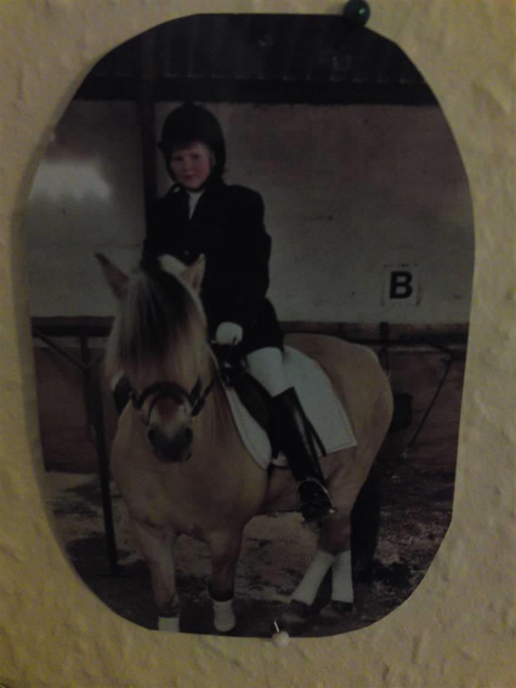 Fjordhest Lyngbjergs Frederik (R.I.P) - inden vi skal ud at varme up til dressur. 2005 #´ foto: mor billede 8