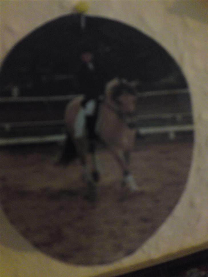 Fjordhest Lyngbjergs Frederik (R.I.P) - undskyld kvaliteten. 2005 #´ foto: mor billede 9