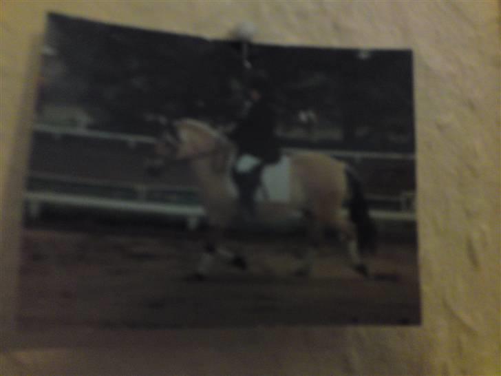 Fjordhest Lyngbjergs Frederik (R.I.P) - undskyld kvaliteten. 2005 #´ foto: mor billede 10